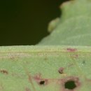 소리쟁이속(Rumex) 몇 종류 : 소리쟁이, 돌-, 참-, 좀-, 금- 이미지