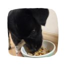 멍이방앗간 | 강아지 건강식 화식추천 내돈내산 찐 후기 | 망원 멍이방앗간