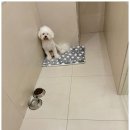 일산애견호텔 강아지유치원 맘바이일산점 이미지