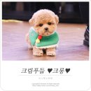 미니펫 강아지분양 고양이분양 부천점 이미지