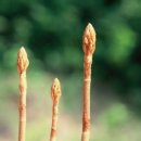 천마가스 이미지