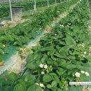 한울농원 이미지