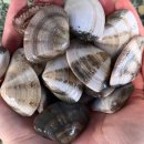 울진어패류 이미지