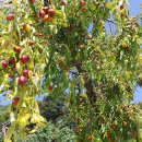 영주농장 이미지