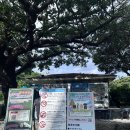 세븐일레븐 대구송현빌리지 | 오키나와 가족여행 4 - 츄라우미수족관, 코우리대교, 만좌모, 이온몰 라이카무 휠체어 여행