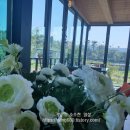 알로하오에 이미지