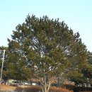 대화공원 이미지