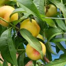 은혜농장 이미지