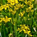 Biscutella laevigata 이미지
