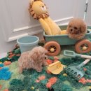 은하수펫샵 이미지