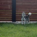 콜드베이켄넬 이미지