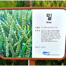 세운초록띠공원 Daum카페
