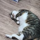 국수나무 달동점 이미지