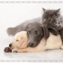 힘찬동물메디컬센터 이미지