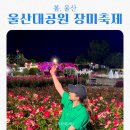 울산대공원 장미축제 2025 날짜 가수 공연 시간 입장료 정리