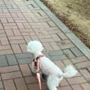 오리드 | 핸즈프리로 더 편하게!! 펫줄앤코 듀오리쉬 펫 리드줄 사용후기