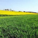 화전농장 이미지