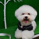 퍼피스프링 이미지