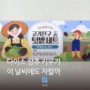 텃밭 | 집에서 다이소 상추 키우기 씨앗 심기 베란다 텃밭 가능할까 실제 후기
