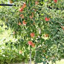 해피그린농장 이미지