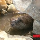 화천군수달연구센터 이미지