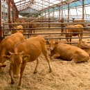 충주축협 이미지