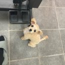 베리펫살롱 이미지