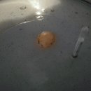 안터사슴농장 이미지