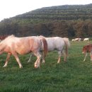 국영목장 이미지