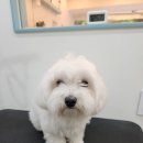 초롱애견 이미지