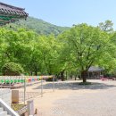 사나사(사찰 앞) 네이버블로그