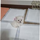 부산강아지분양 알프펫 이미지