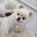 공항 가까운 전원주택 펫시터 이미지