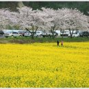 맹방관광지 이미지