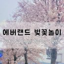주정차-26 | 용인벚꽃명소! 26년 4월 호암미술관 벚꽃상황과 벚꽂명소! 전대.에버랜드역