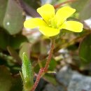 오늘 5월 20일의 꽃말은 -- 괭이밥(Wood Sorrel) -- 입니다 이미지