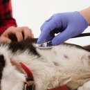 조이동물의료센터 이미지