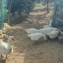 이인자 농장 이미지