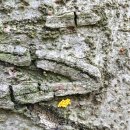 감정초병설유치원 이미지