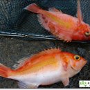 갯마을 식당 이미지