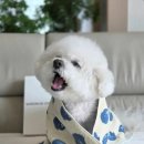 퍼베이비 | &lt;비숑템 추천&gt; 메종드코튼 블루이 시리즈 마이퍼베이비 비숑 타월 두 달 사용후기