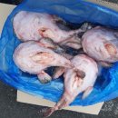 한국냉동 Daum카페