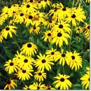 갯개미취(Michaelmas Daisy) 이미지