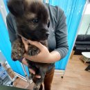 인월동물병원 이미지