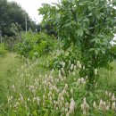 맨드라미농장 이미지