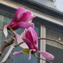 자목련, 고고한 아름다움에 빛나다 이미지