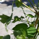 목화약국 이미지