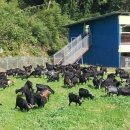 늘푸른염소농장 이미지