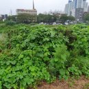 하천(안양대교) 이미지