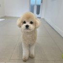 그루밍 모먼트 이미지